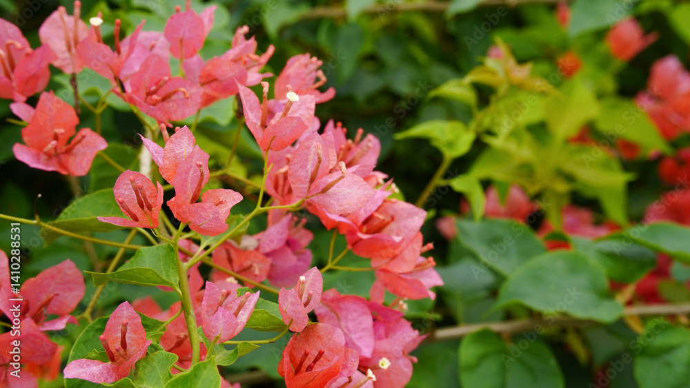 Bougainvillea Glabra choisy climbing plant with red flowers close up