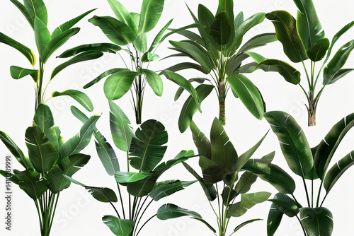 Green foliage assortment. Large, smooth leaves on stems. Tropical. Simple, bright white background