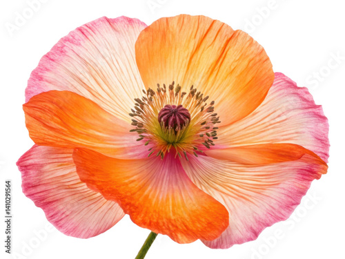 vibrant poppy flower showcases stunning orange and pink petals, radiating beauty and elegance in nature design