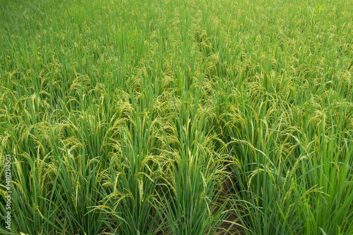 Tableau sur toile Growing Rice Field Landscape with Green Paddy Plants