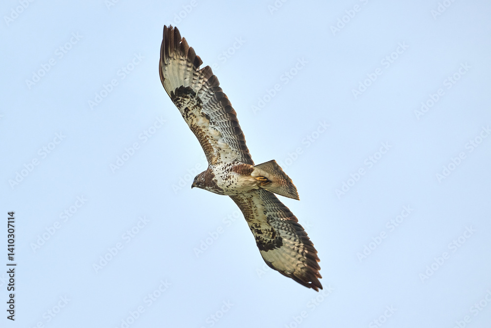 Obraz premium buzzard in flight
