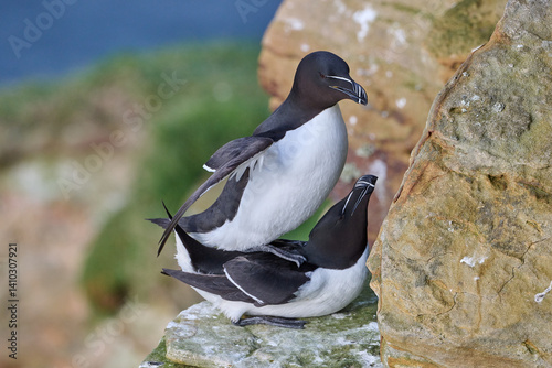 Fotografie razorbill pair mating