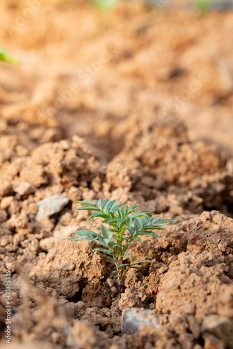 Фотография Life's Gentle Start: A young seedling plant, bursting with verdant life, finds its place in the nourishing earth, in a photorealistic illustration, the beginning of nature's story