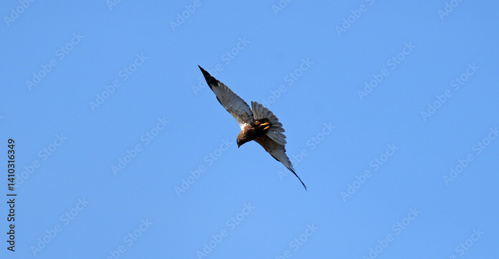 Rohrweihe im Flug Rohrweihe im Flug