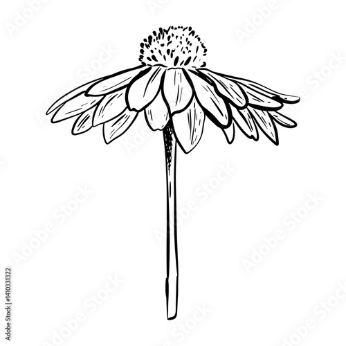 Doodle daisy flower. Good for greeting cards and invitations of the wedding, birthday, Valentine's Day, mother's day and other seasonal holiday