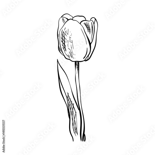 Doodle tulip flower sketch. Good for greeting cards and invitations of the wedding, birthday, Valentine's Day, mother's day and other seasonal holiday