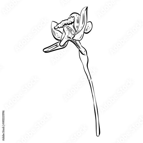 Doodle narcissus flower sketch. Line draving. Good for greeting cards and invitations of the wedding, birthday, Valentine's Day, mother's day and other seasonal holiday
