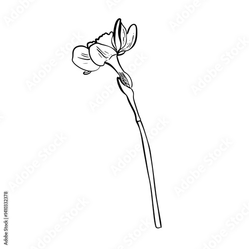 Doodle narcissus  flower sketch. Good for greeting cards and invitations of the wedding, birthday, Valentine's Day, mother's day and other seasonal holiday