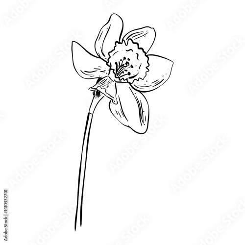 Narcissus  flower sketch. Doodle illustration. Good for greeting cards and invitations of the wedding, birthday, Valentine's Day, mother's day and other seasonal holiday