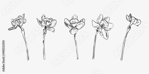 Set of hand drawn narcissus flower illustration. Floral line art  doodle sketch set of narcissus flower. Good for invitations of the wedding, birthday and  seasonal holiday