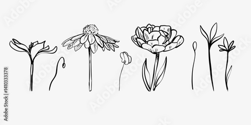Vector illustration of isolated flowers and leaves. Black and white line art with freehand sketching. Elegant floral graphics for design, prints, and decorations.