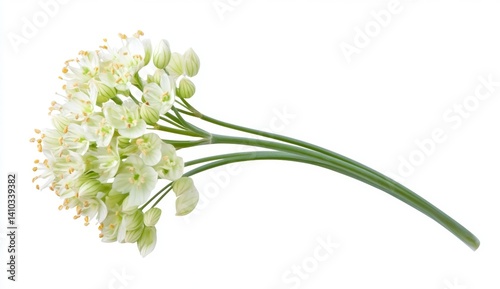 Close up of a delicate, pale green flower cluster with long, slender stems against a stark white background. The blossoms are small and numerous, creating a full, round shape.