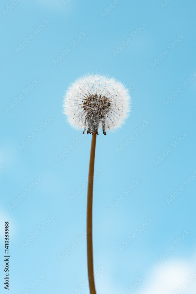 Dandelion against blue sky with airy feel and tranquility Dandelion against blue sky with airy feel and tranquility