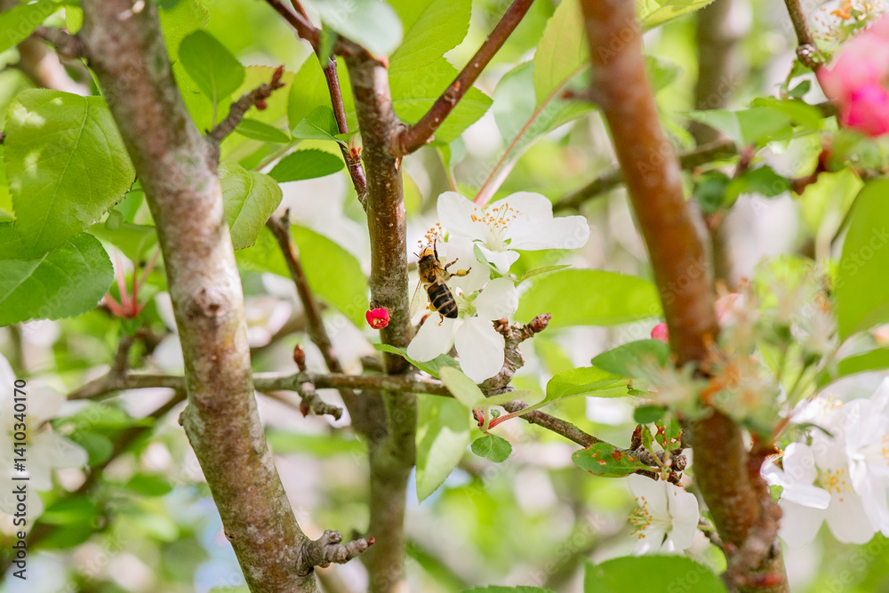 Honeybee on Apple Blossom in Sunlit Garden Setting Honeybee on Apple Blossom in Sunlit Garden Setting