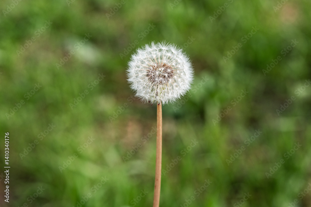 Close up of a dandelion seed head against a blurred green backdrop Close up of a dandelion seed head against a blurred green backdrop