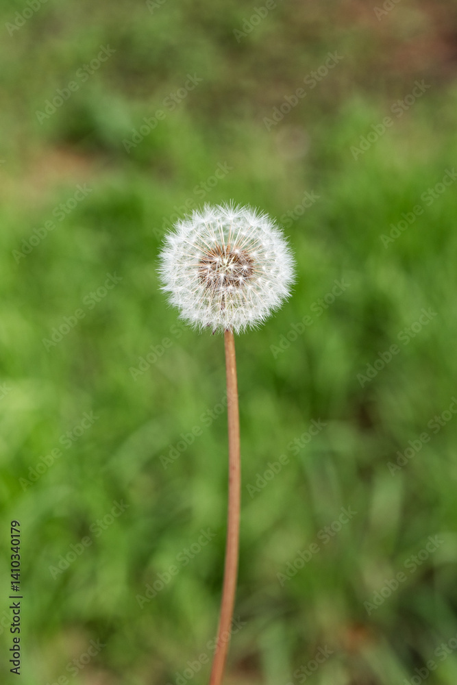 Close up of a Dandelion Puff Against a Blurred Green Background Close up of a Dandelion Puff Against a Blurred Green Background