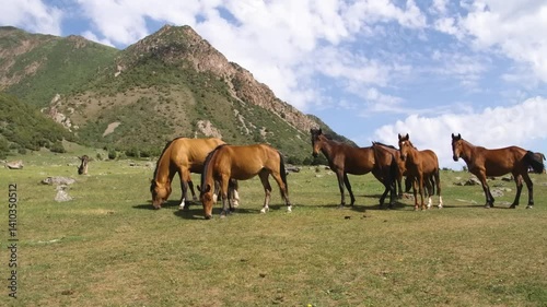 Footage shows a group of Azerbaijani horses grazing on a lush mountain slope. These Oriental-type riding horses are native to Azerbaijan.