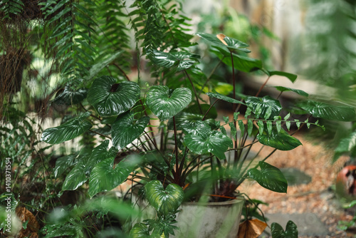Tranquil botanical pathway ...