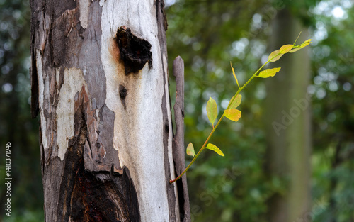 Eucalyptus textures and color