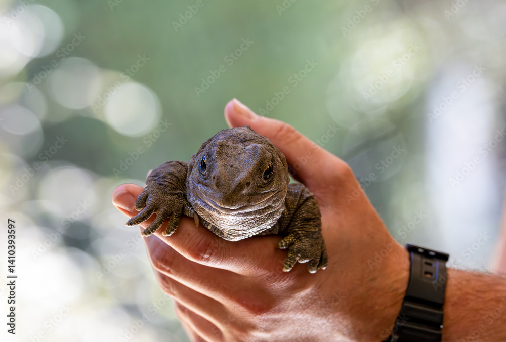 Tuatara in the hand. An ancient reptile native to New Zealand.