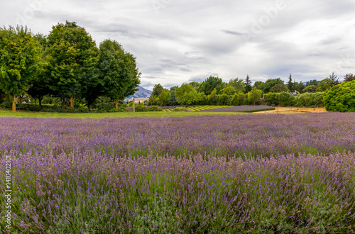 Obraz na płótnie Beautiful lavender fields in the South Island, New Zealand w salonie
