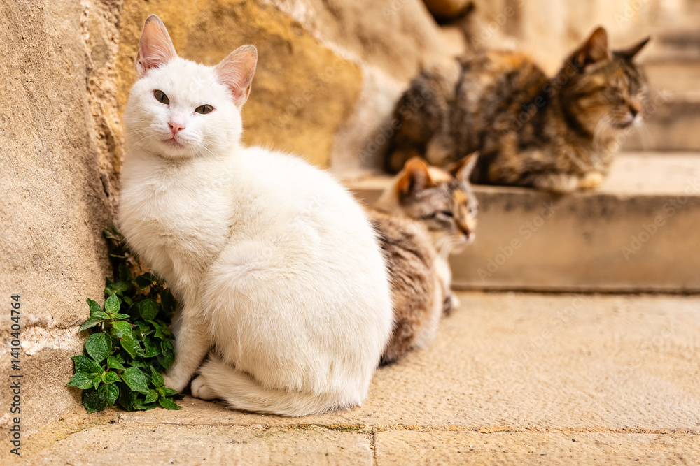 Stray cats resting at the foot of a staircase on a street in a village in the interior of Spain.