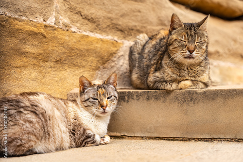 Obraz na płótnie Stray cats resting at the foot of a staircase on a street in a village in the interior of Spain. w salonie