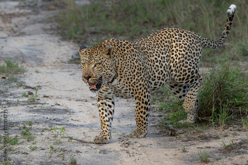 Leopard male walking and looking for prey in Sabi Sands Game Reserve in the Greater Kruger Region in South Africa