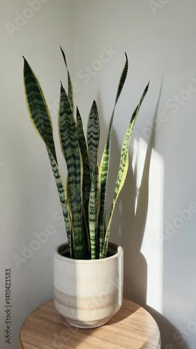 Snake plant in ceramic pot casting shadows on wall, perched on small wooden table