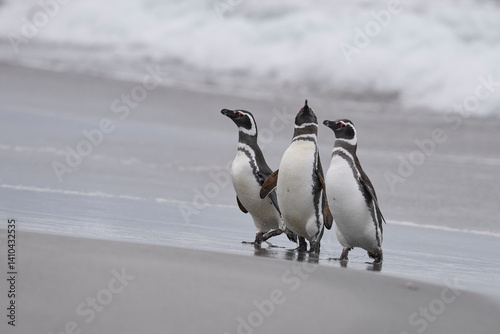 Fototapet Group of Magellanic Penguin (Spheniscus magellanicus) return from a stormy sea on the coast of Sea Lion Island in the Falkland Islands