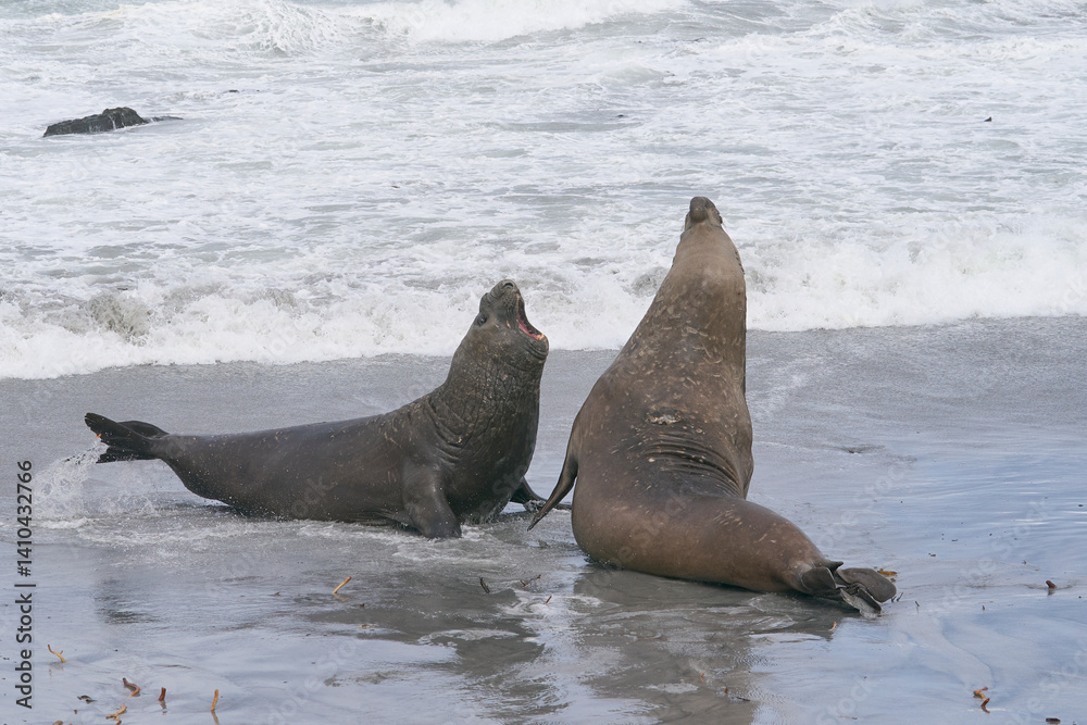Naklejka premium Dominant male Southern Elephant Seal (Mirounga leonina) fights with a rival for control of a large harem of females during the breeding season on Sea Lion Island in the Falkland Islands.