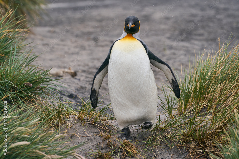 Fototapeta premium King Penguin (Aptenodytes patagonicus) walking along a beach with tussock grass on Sea Lion Island in the Falkland Islands.
