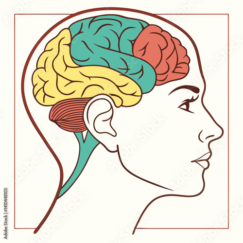 Illustration of human brain regions in different colors, highlighting distinct areas.