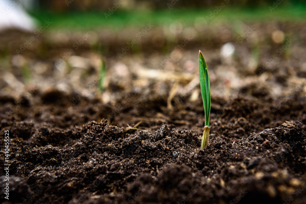 Woman farmer hands planting garlic bulbs in the soil.