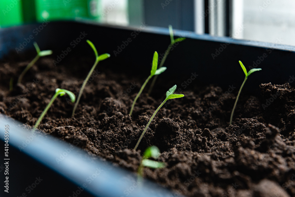 Growing tomato seedlings from seeds in box on window at home.