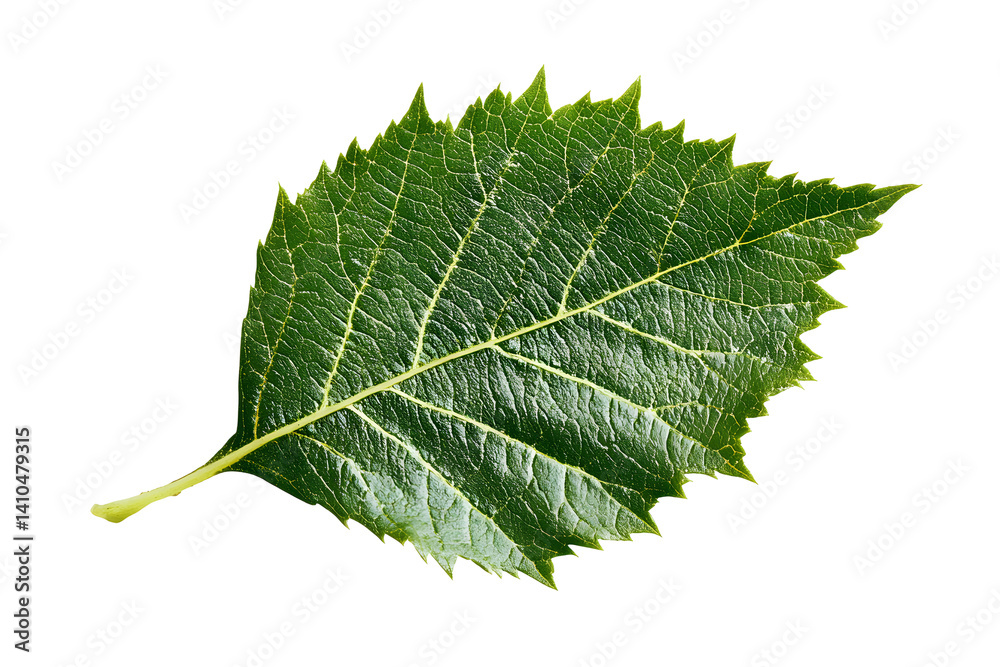 Fototapeta premium Single green leaf with serrated edges and clear veins isolated on a transparent background