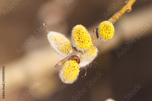 Beautiful brown long thin branches of a willow salix tree with fluffy yellow buds catkins in early spring in the park on a sunny warm day on the eve of the Christian church holiday of Bright Easter.