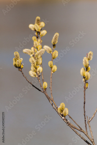 Beautiful brown long thin branches of a willow salix tree with fluffy yellow buds catkins in early spring in the park on a sunny warm day on the eve of the Christian church holiday of Bright Easter.