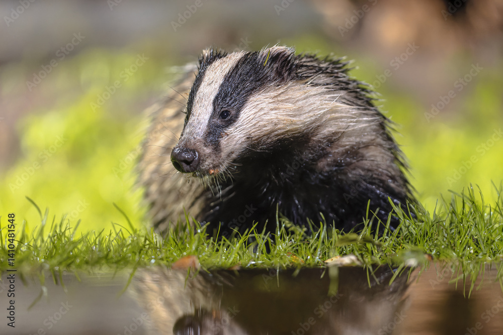 Fototapeta premium European badger foraging at night