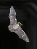 Whiskered Bat flying in Natural Environment