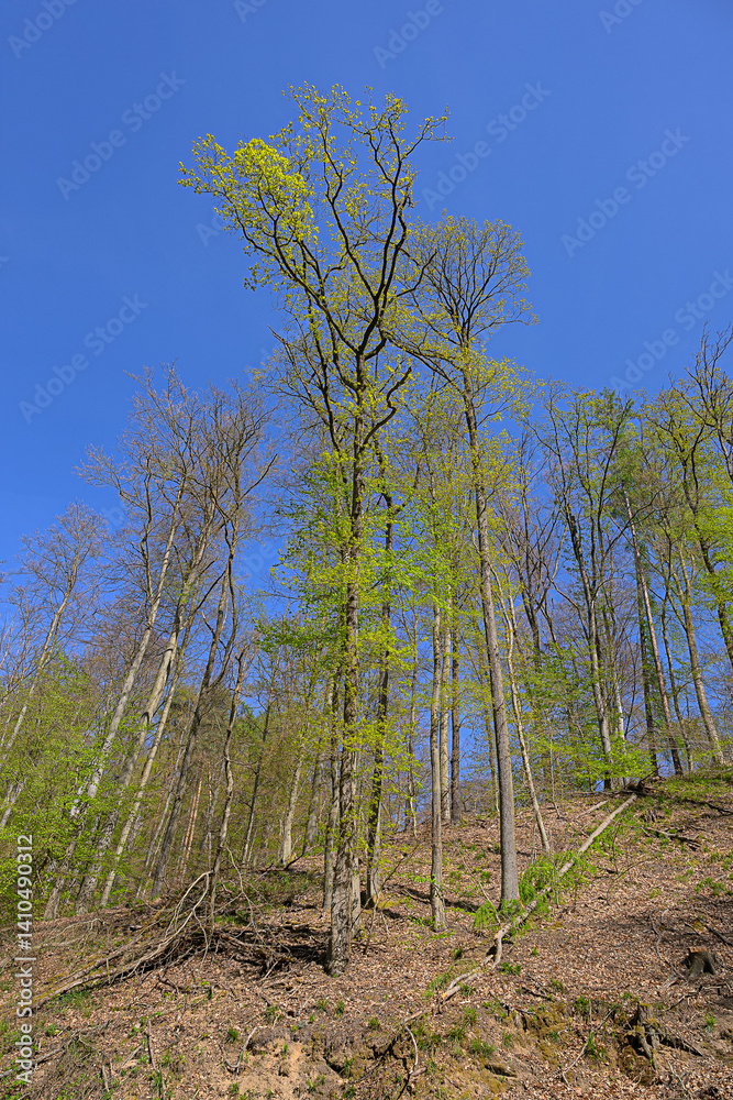 forest trees in the woods