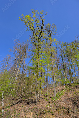 Obraz na płótnie forest trees in the woods w salonie