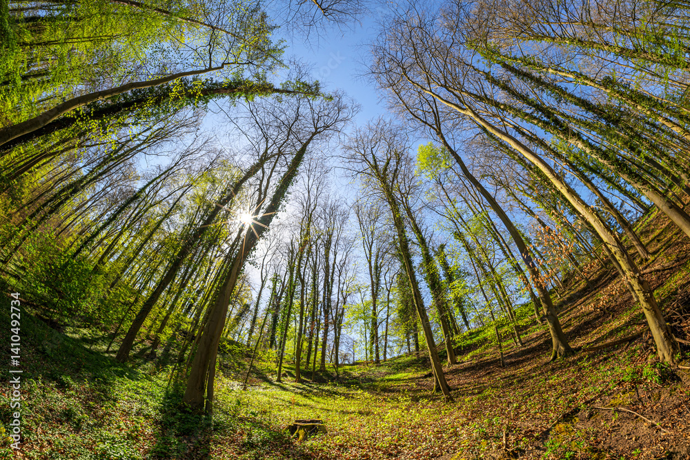 german forest fisheye view spring daytime sun blue sky