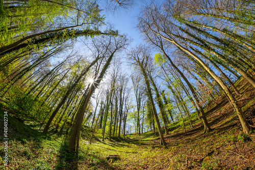 Obraz na płótnie german forest fisheye view spring daytime sun blue sky w salonie