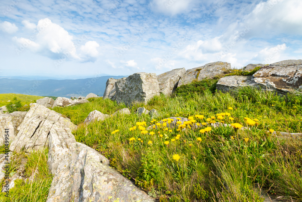 yellow dandelions in the grass among stones. carpathian mountain landscape with rocks on the hillside. highland of ukraine in summer. nature scenery with grassy alpine meadow. close to the ground