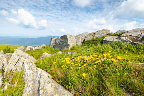 Obraz na płótnie yellow dandelions in the grass among stones. carpathian mountain landscape with rocks on the hillside. highland of ukraine in summer. nature scenery with grassy alpine meadow. close to the ground w salonie