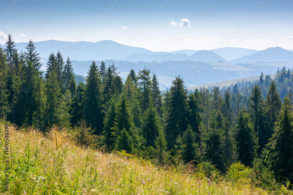 Obraz premium forest on the grassy meadow in mountains. beautiful sunny landscape with spruce trees on the hillside. wonderful scenery of carpathian mountains in summer forenoon. view in to the valley
