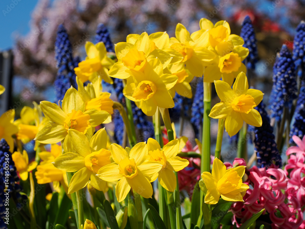 Obraz premium Flower bed of yellow and white daffodils (Narcissus) in spring