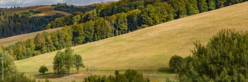 Vibrant hillside with golden grass and lush greenery in a tranquil landscape during autumn
