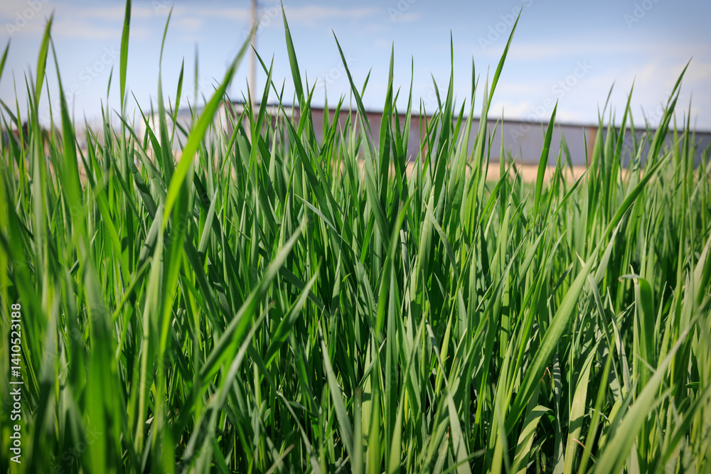 Close-Up of Lush Green Wheat Field in Spring Close-Up of Lush Green Wheat Field in Spring